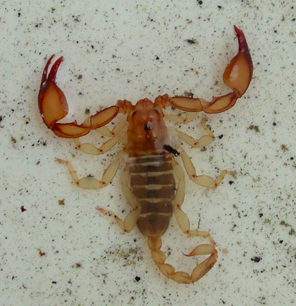 File:Scorpion.jpg