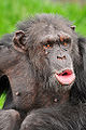 Vocalizing chimpanzee