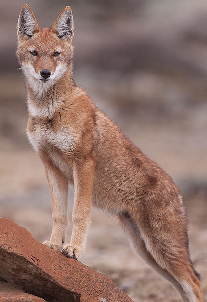 File:5174995838 d120d1d70e b.jpg