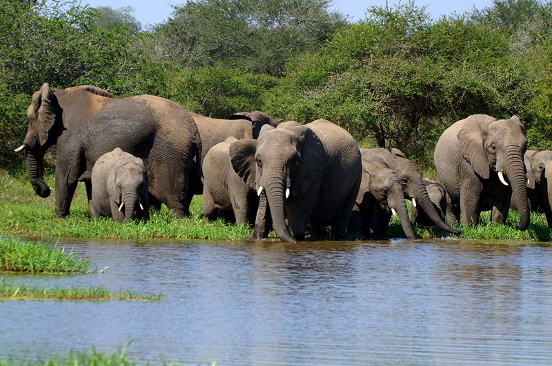File:African bush elephant 5.jpg
