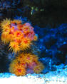 Basic cluster of Actiniaria