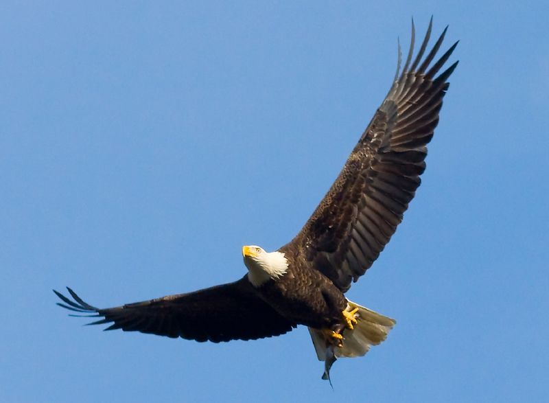 File:Bald-eagle-flying.jpg