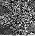 Cilia on lung trachea epithelium.