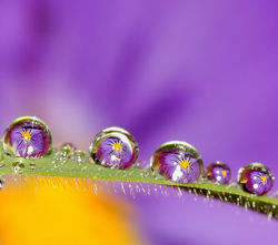 Pansies on a log.jpg