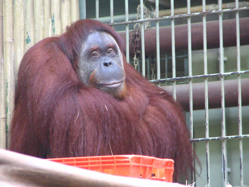 File:Pongo abelii Orangutan.jpg