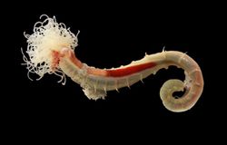 Spaghetti worm.jpg
