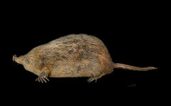 Star nosed mole 3.jpg