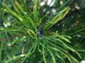 Virginia Pine