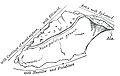 The vomer (small bone in nasal cavity) - side view.