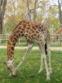 Giraffe (Giraffa camelopardalis reticulata) Family: Giraffidae