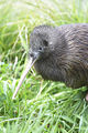 Kiwi (Apteryx mantelli) Order: Struthioniformes