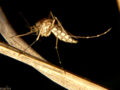 Mosquito (Diptera) Subtaxa:Nematocera