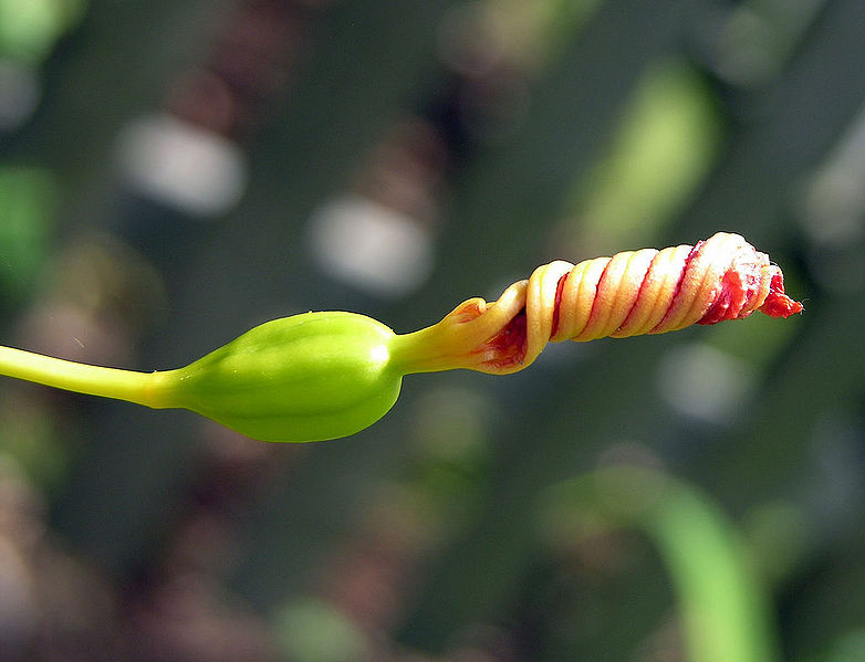 File:Blily.jpg