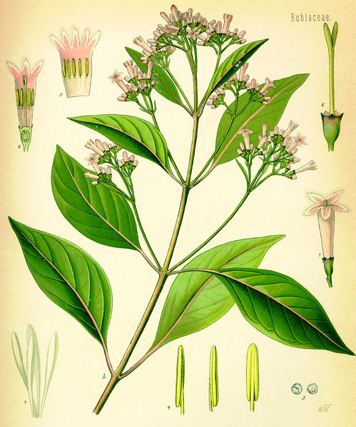 File:Cinchona officinalis.jpg