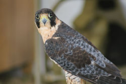Falcon.jpg