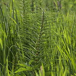 Field horsetail 2.jpg