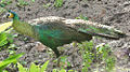 Female Green Peafowl (Pavo Muticus)