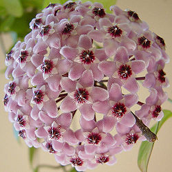 Hoya.jpg