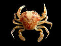 Marbled swimming crab (Liocarcinus marmoreus) Family: Portunidae