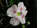 Opium Poppy (P. somniferum) Genus: Papaver