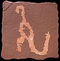 Sauropod petroglyph originally discovered in 1879 in the Havasupai Canyon in Arizona.(reproduction)