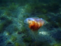 Lion's Mane Jellyfish