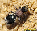 Velvet Ant (Ronisia barbarula) Family: Mutillidae