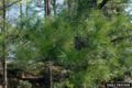 Pinus echinata foliage