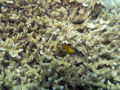 Thumbnail for version as of 23:05, 8 October 2006