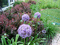 Giant Onion (A. giganteum)