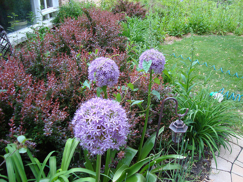 File:Allium giganteum.jpg