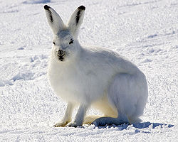 Arctic Hare.jpg