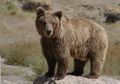 Brown Bear (U. arctos) Genus:Ursus