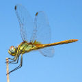 Thumbnail for version as of 02:13, 21 November 2007