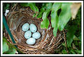 Thumbnail for version as of 07:59, 26 February 2010