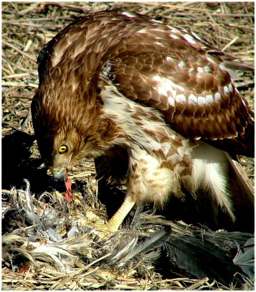 File:Hawk eating.jpg