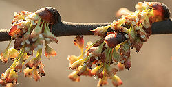 IN bloom.jpg