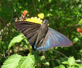 Mangrove Skipper (P. Pigmalion) Genus:Phocides