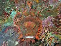 Raggy Scorpionfish (S. venosa) Genus:Scorpaenopsis