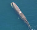 Sperm Whale (P. macrocephalus) Family: Physeteridae