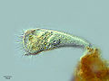 Coeruleus (S. coeruleus)