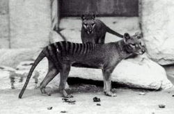 Thylacinus.jpg