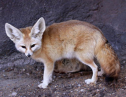 Vulpes zerda (Zimmermann, 1780).jpg