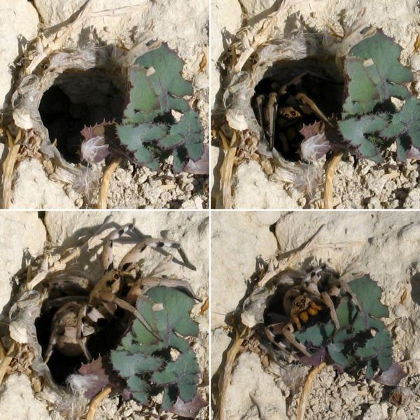 File:Wolf spider's lair.jpg