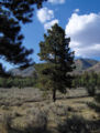 Ponderosa Pine