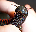 Thumbnail for version as of 04:08, 6 March 2009