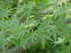 Acer palmatum0.jpg