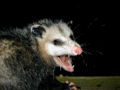 Thumbnail for version as of 13:57, 24 July 2007