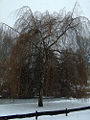 Thumbnail for version as of 02:54, 16 June 2008