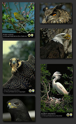 Bird collage.jpg